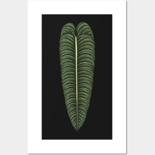 Anthurium veitchii big leaf Posters and Art